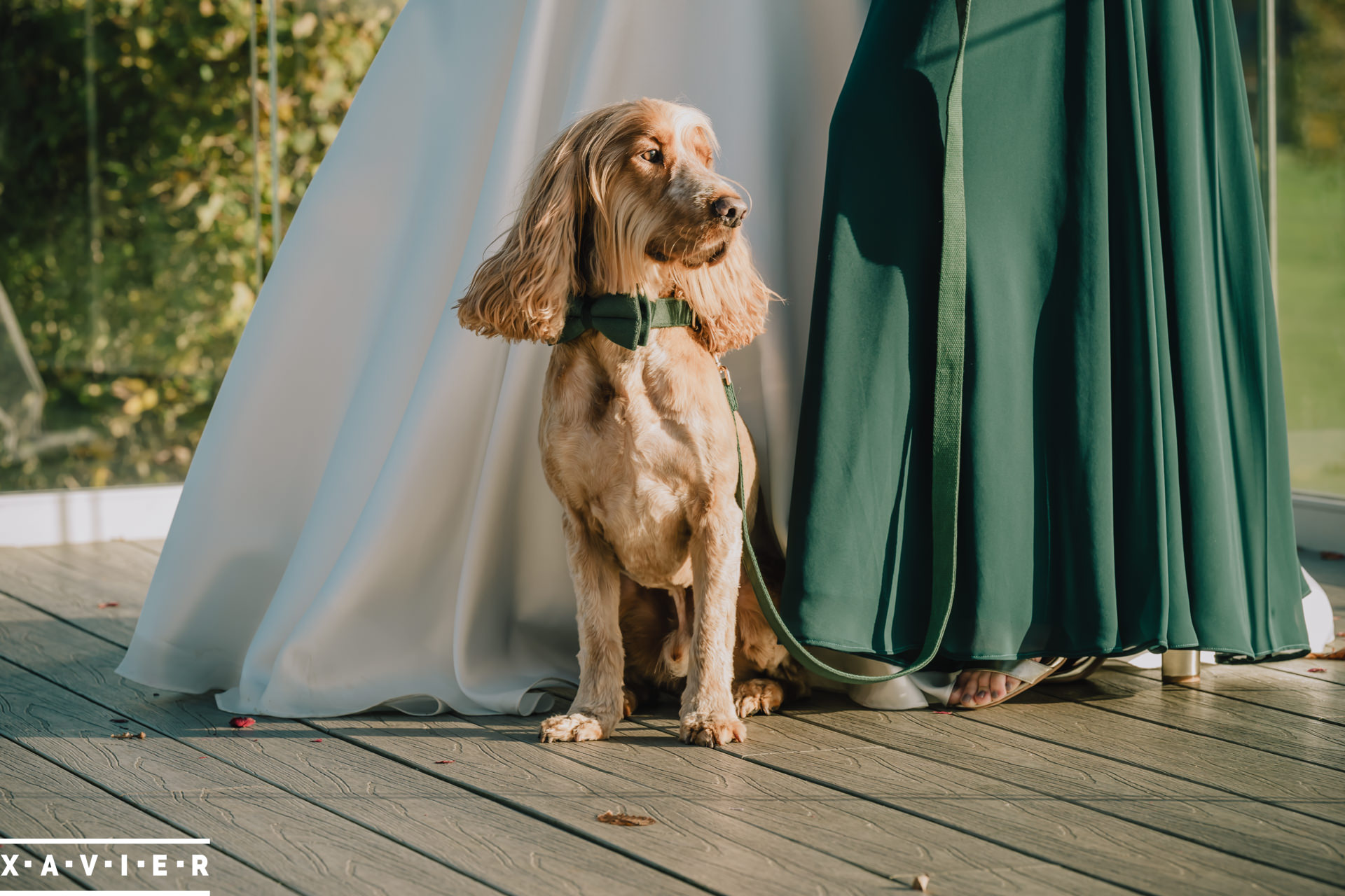 wedding dog sits for photos