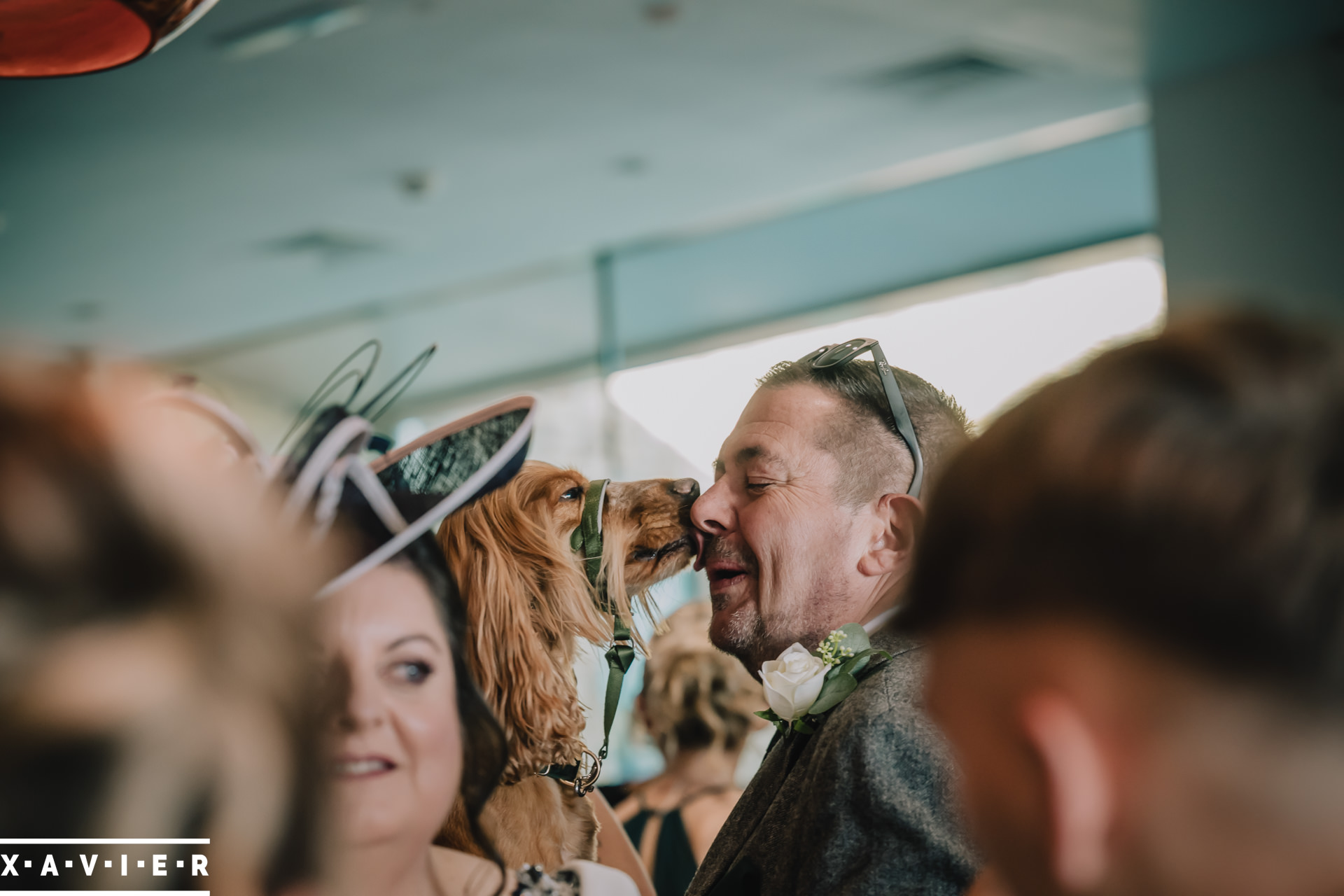 wedding dog licks his owner