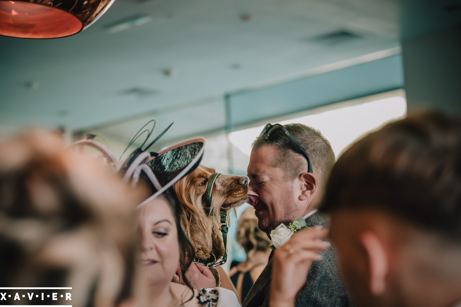 wedding dog licks his owner