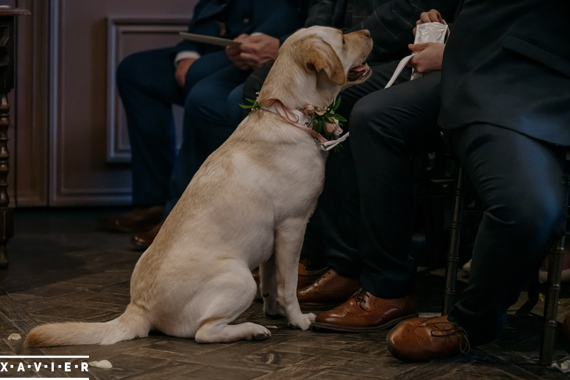pet dog waits for a treat in the ceremony room